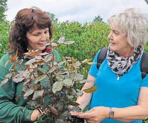 Susann Lehmann berät Christina Götz, die Rosen für den Garten sucht.